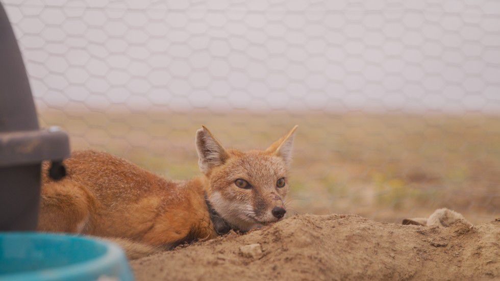 Swift Fox lying down in a pen