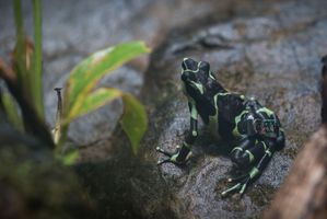 Black and green frog