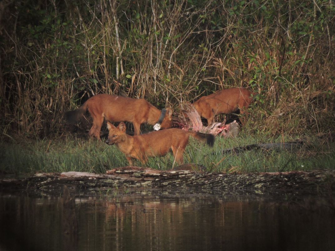 Dholes feeding