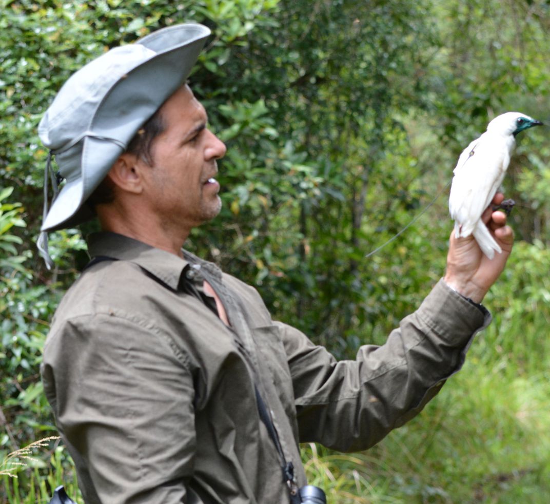 Man holding a Bare-throated Bellbird