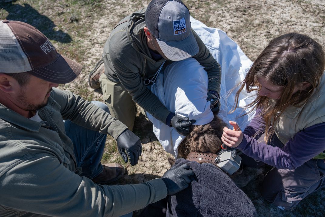 Group putting a GPS collar on a Przewalski's Horse