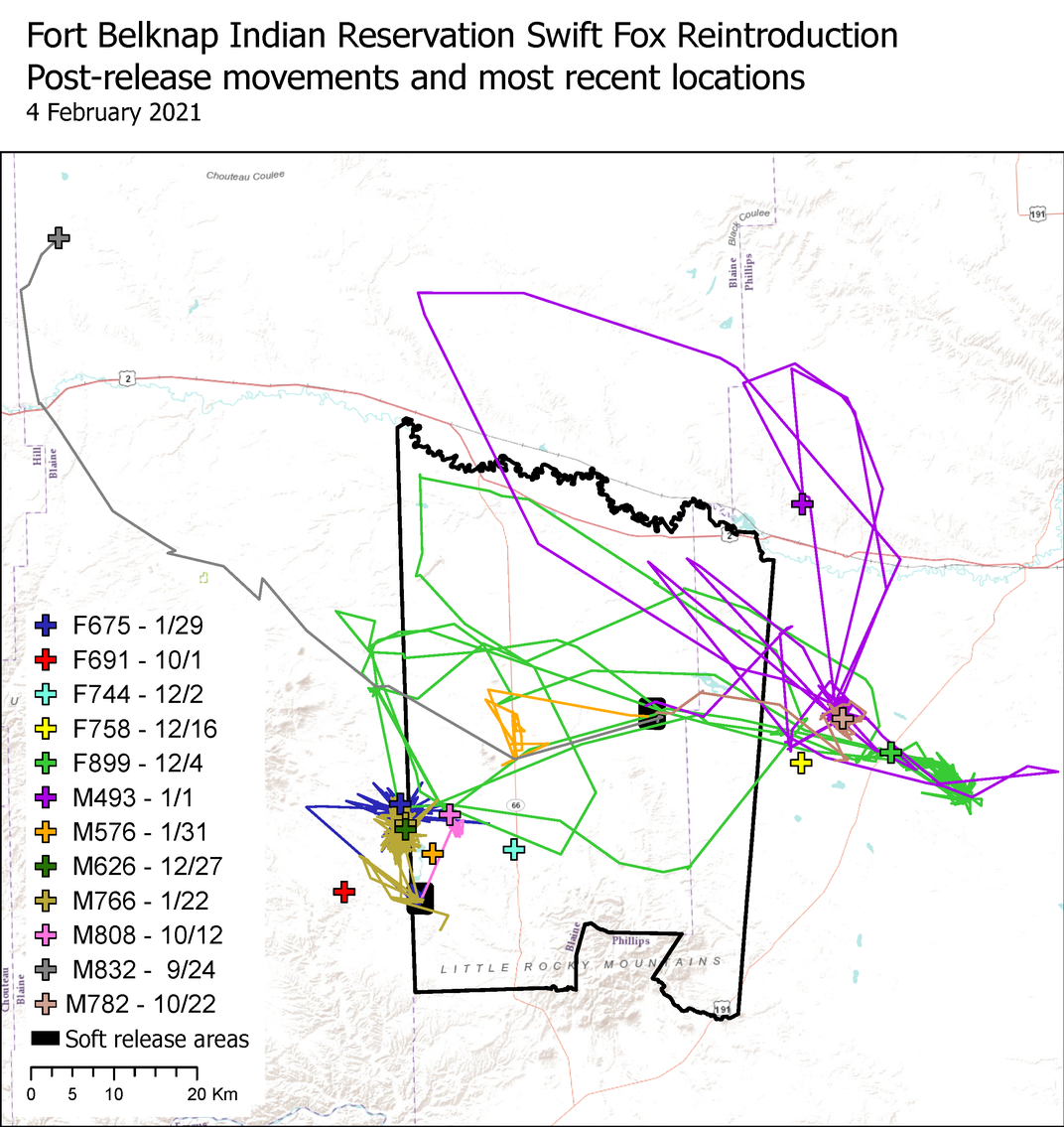 Fort Belknap Indian Reservation Swift Fox Reintroduction Post-release movements and most recent locations