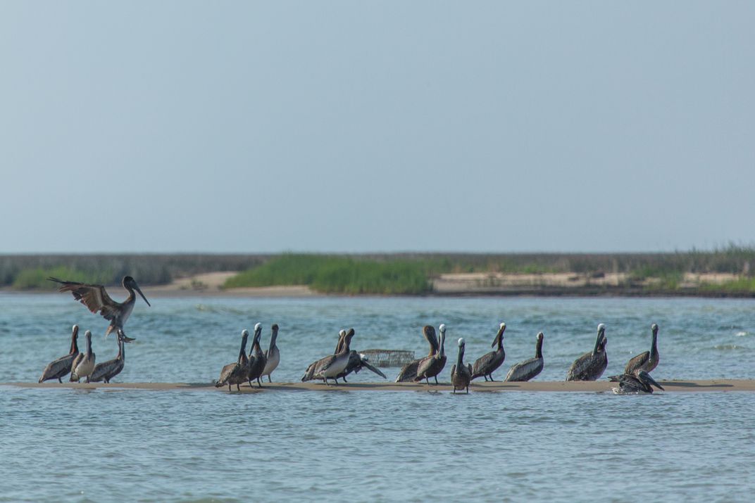 Brown Pelicans on the water