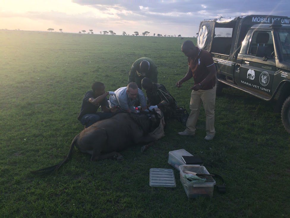 Group attaching a GPS collar to a Wildebeest