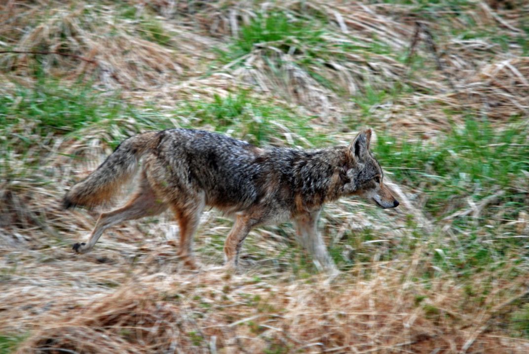 Coyote walking in a field